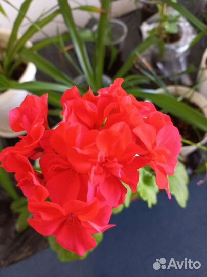 Гиппиаструм, герань, алоэ, декабрист, мята, хлороф