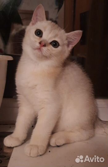 Британская