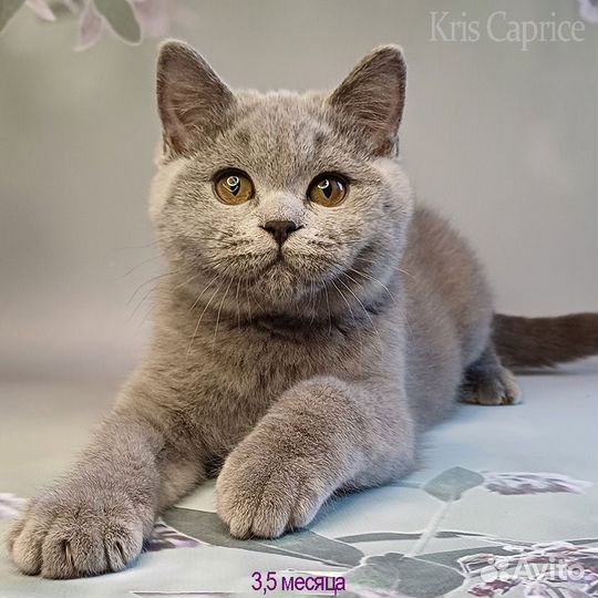 Любимчик Умка.Перспективный Британский котяра