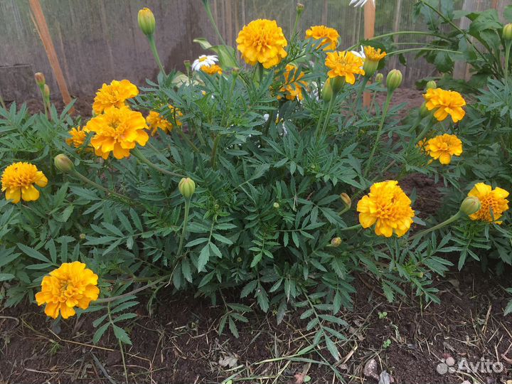 Рассада бархатцев- лимончиков