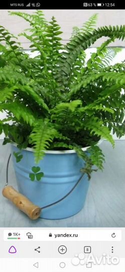 Папоротник садовый