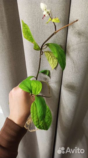 Клеродендрум томсона