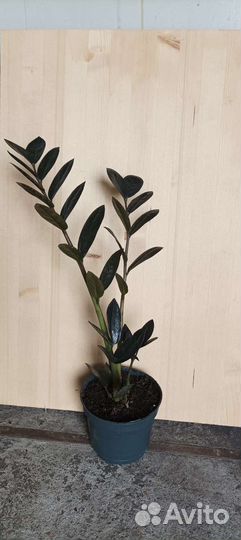 Замиокулькас черный равен