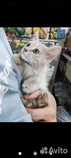 Чудо котик-тигр персикового цвета