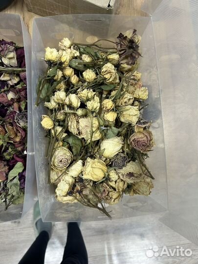 Сухоцветы для творчества