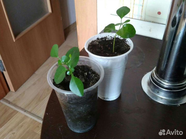 Мурайя метельчатая