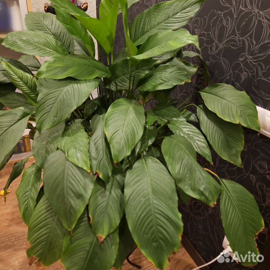 Комнатные цветы