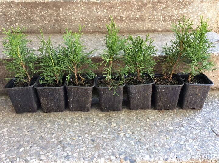 Туя смарагд