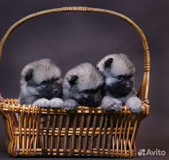 Щенки кеесхонда