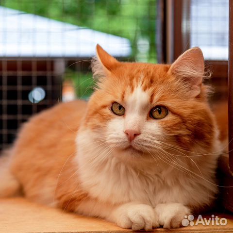 Кот Рыжик в поисках дома