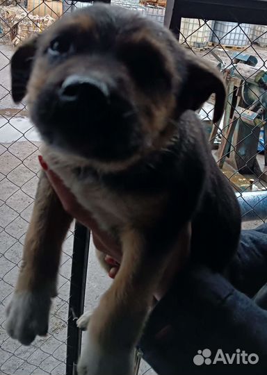 Помогите спасти малышей