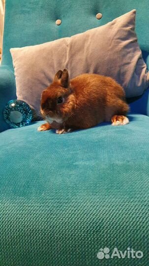 Цветные карлики