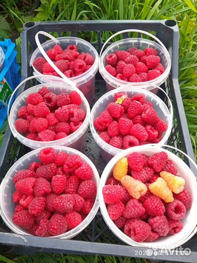 Малина ягоды