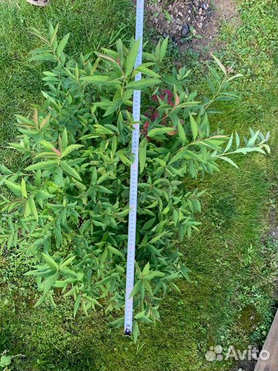 Спирея большая широбана