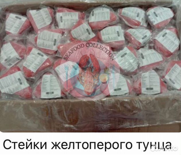 Сарган, Попугай, луциан,Император,тюрбо,тревалли