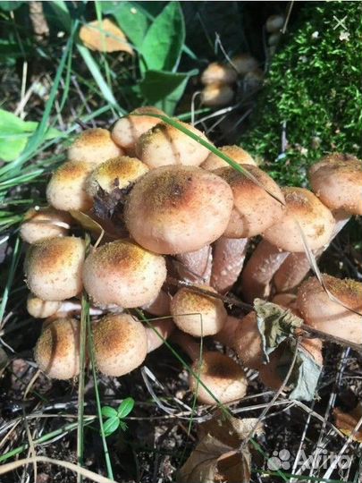 Грибы опята