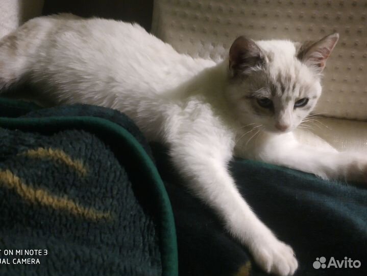 Кошечка в добрые руки