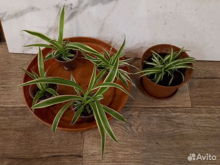 Комнатные цветы