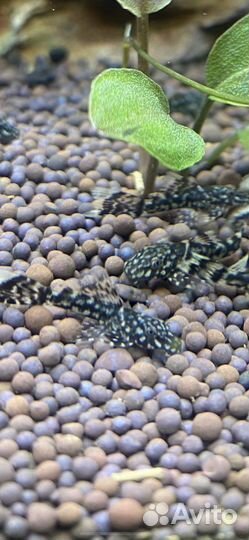 Анциструс вуалевый