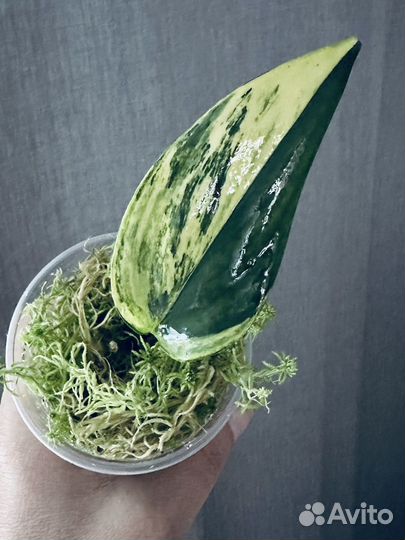 Сциндапсус блю Альба сильвер