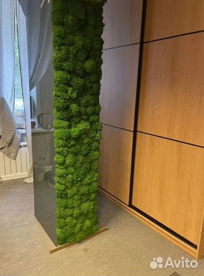 Вечно зеленый мох для декора кашпо спилы рейка