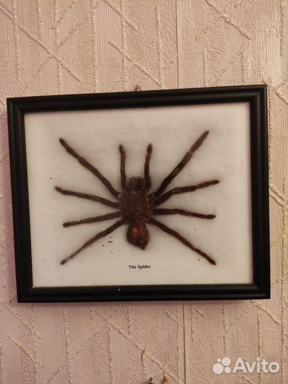 Рамка паук