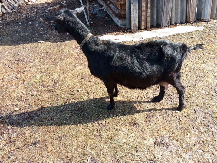 Продаются а/н козы