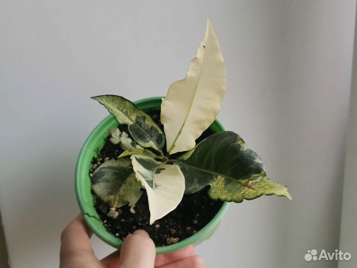 Кротон Тамара