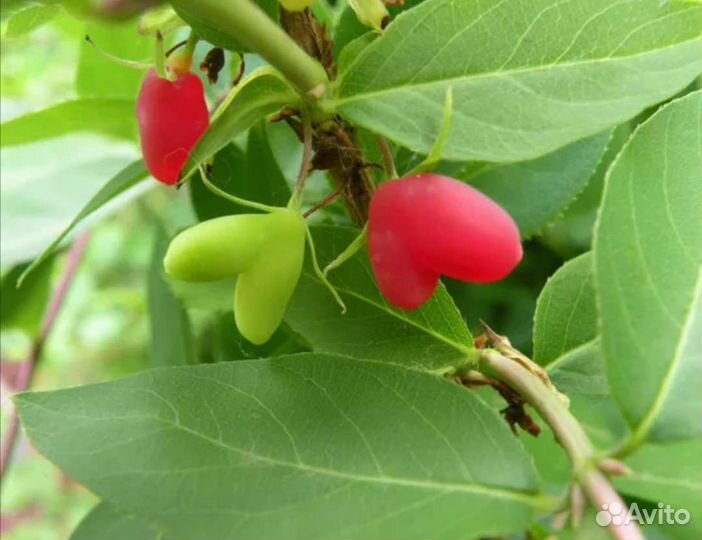 Жимолость Синдишен