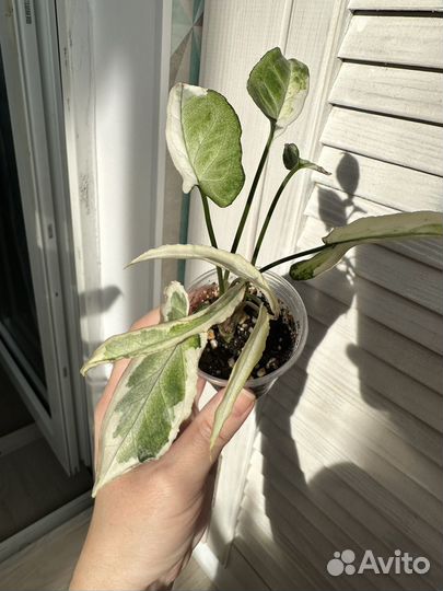 Сингониум старлайт