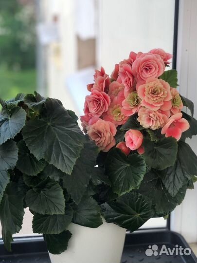 Бегония Элатиор