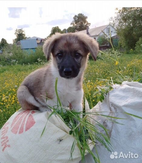 Щенок бесплатно
