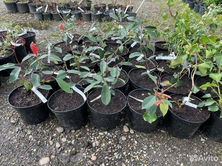 Фотиния фразера Ред Робин