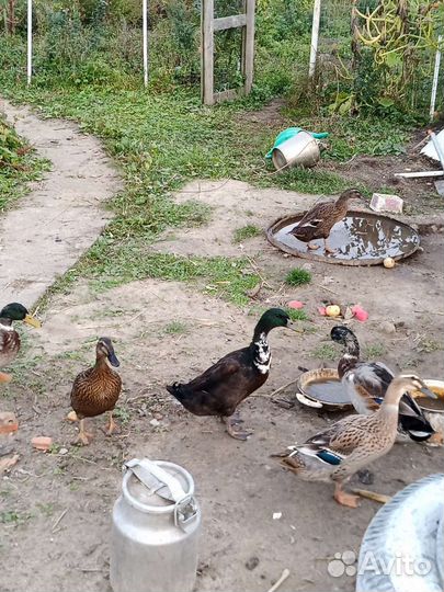 Утки Индийский бегунок