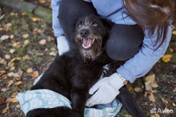 Особенный Бонапарт ищет дом