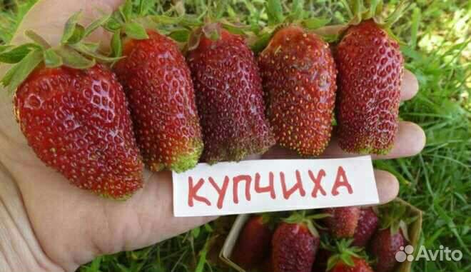 Рассада клубники
