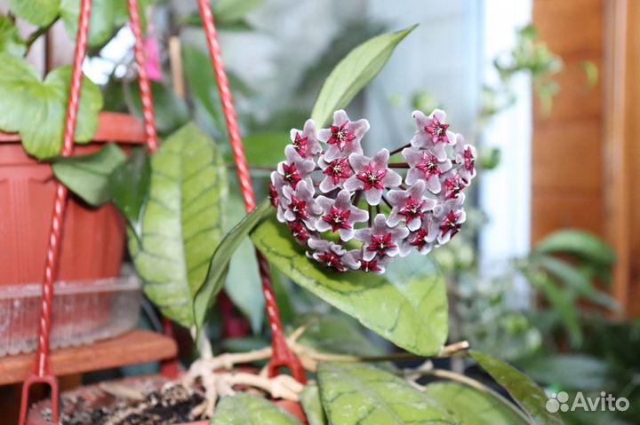 Хойи сортовые