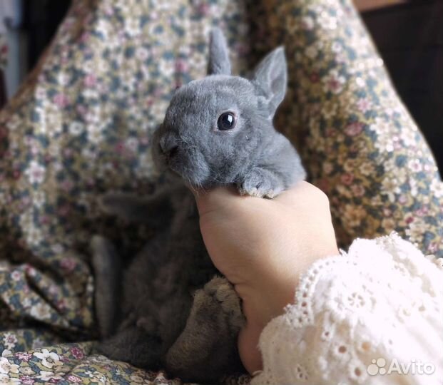 Карликовый кролик рекс