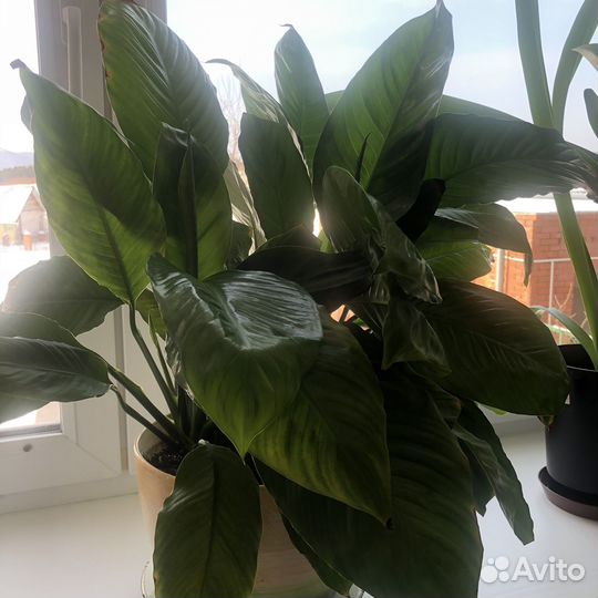 Спатифиллум