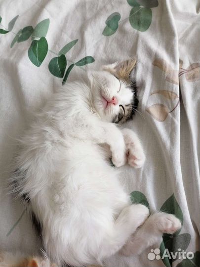 Котёнок