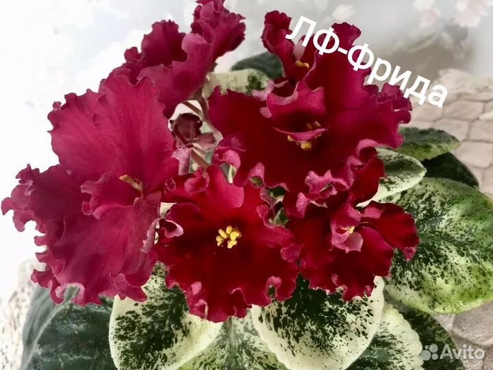 Сортовые фиалки