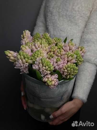 Гиацинты купить в Белгороде