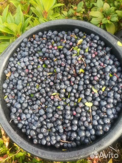 Ягодка черника в наличии и под заказ только свежая