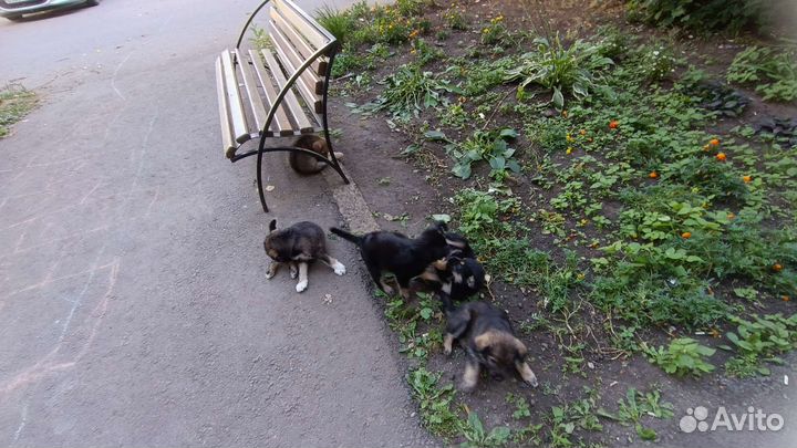 Прикольные щенята