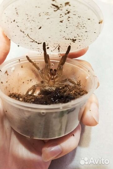 Паук птицеед