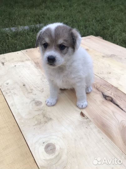 Отдам бесплатно щенки