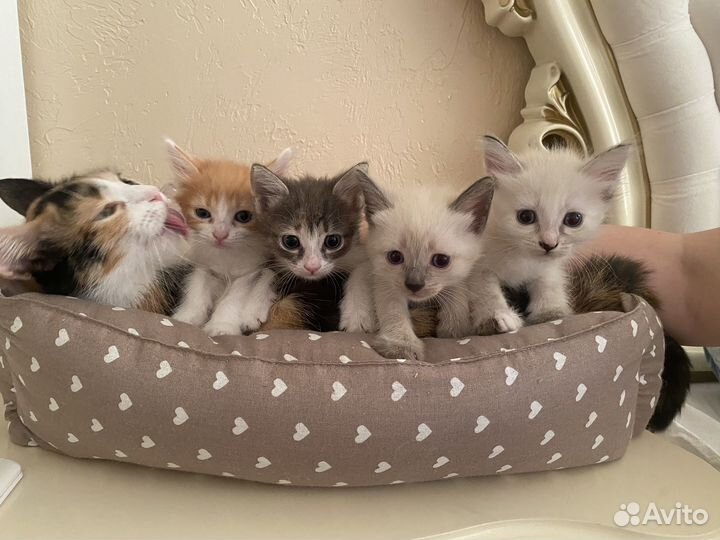 Котята в добрые руки