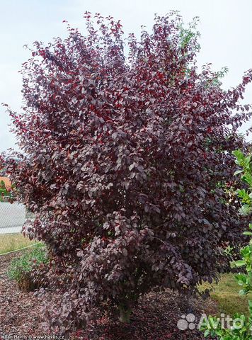 Декоративная слива Писсарди купить в Краснодаре | Товары для дома и ...