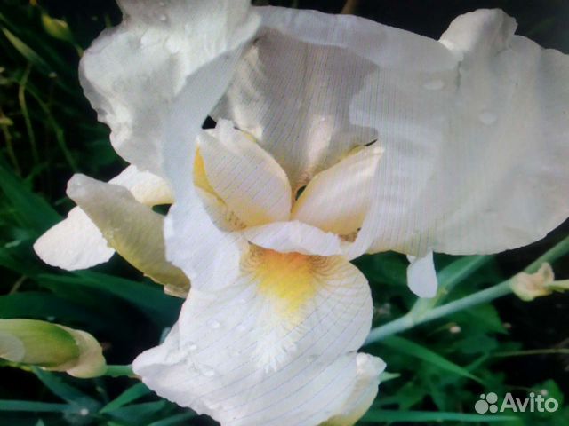 Ирисы сортовые