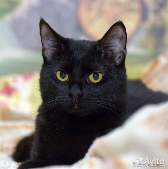 Меня предали